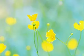 十二首夏日诗词，写尽夏日种种趣事，夏日也不止是炎热图片