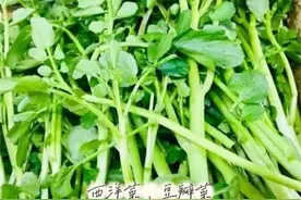 西洋菜是什么菜？它对人体有什么功效与作用？看完你就明白了图片