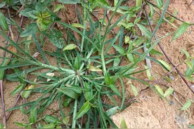 牛筋草大家认识吗？民间俗称“千斤草”，没想到它的价值这么好图片