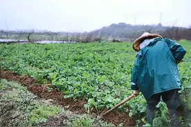 寒潮来袭，油菜防冻要做好五件事图片