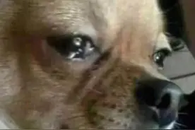 内有恶狗，闲人快进（狗狗表情包）图片