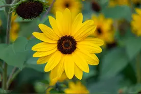 别人问你工资多少，高情商的人会这样回答，不伤人，又不暴露隐私图片