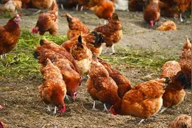 新买回来的鸡，怎么养才能少生病？刚买的鸡应该怎么喂养？图片