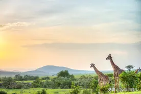 超萌绘本，带孩子探寻动物世界里那些不为人知的小秘密图片