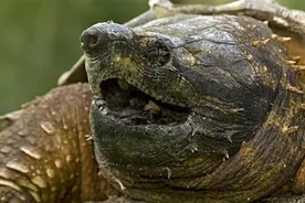 十大不好惹的另类动物，野外遇到最好绕道走图片