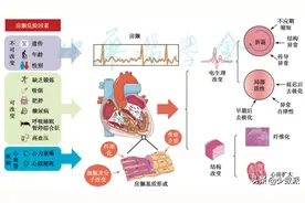 Apple Watch 的心脏检测到底靠不靠谱？图片