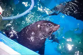 调皮捣蛋“帮倒忙”的小海狮走红了，你去看过它们吗？图片