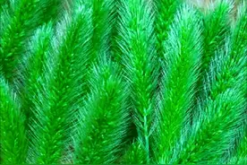 不起眼的狗尾巴草，7月农村到处是，很多人把它当杂草，别不懂吃图片