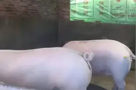 如何提高母猪的产仔数量图片