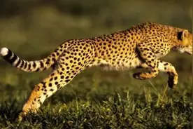 猎豹原本早该灭绝？大量近亲繁殖，结果相当幸运地打造出超级神兽图片