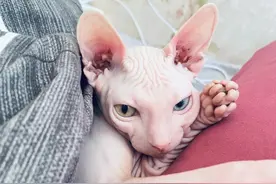 “无毛猫”的6大优点，不养一只，永远不知道它的好！图片