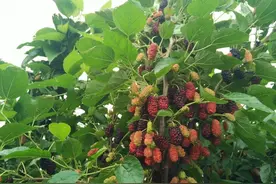 阳台养桑葚，有“3大技巧”，枝子挂满果子，又多又甜又美味图片