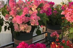 有种三角梅叫“怡锦”，花朵重瓣，颜值高且爱开花，阳台也能种图片