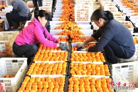 常德市澧县盐井镇：打造增收四驾“小马车”图片