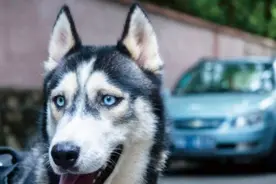 一文说清狂犬病的传染源/传播途径/应急处理办法/存在与防控历史图片