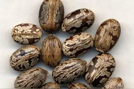 中药古今研究：蓖麻（一）图片
