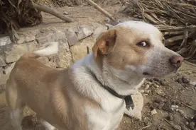 狗狗做这些事，说明已经“恨透”你这个主人了图片