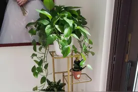 好看又实用的室内花架图片