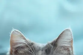 老祖宗：有这几个特征的猫咪，才是旺家的招财猫图片