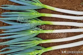 现在种植大葱挣钱吗？大葱种植有哪些增产技巧？图片