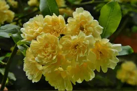 花开190天，美色不逊月季的爬藤植物——木香花，你的院子种了吗图片