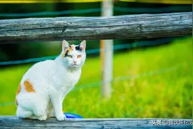 泰国每年吃掉500万只猫，为何中国人却不爱吃？李时珍给出了答案图片