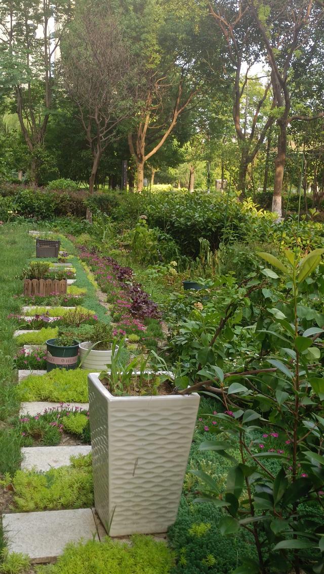 六味地黄丸炖花胶的功效 2026年六味地黄丸炖花胶的功效与禁忌