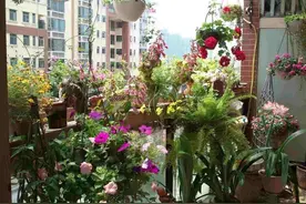 没有院子没有地，花盆上绕一圈钢丝，在阳台照样能打造个垂直花园图片