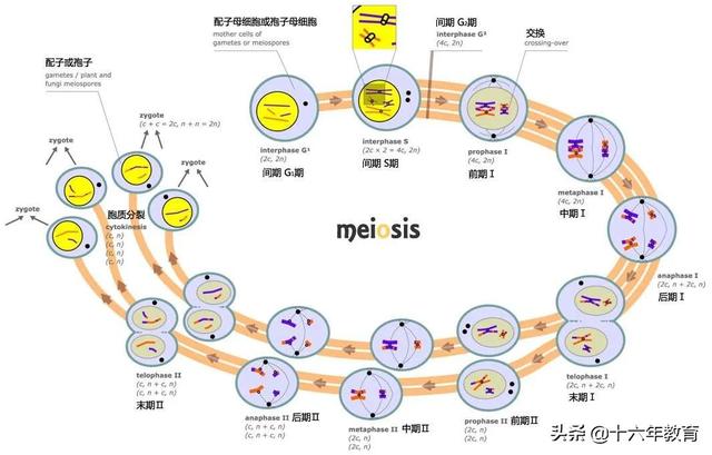 高中生物重要生化知识图解记忆（建议收藏）