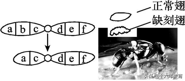 高中生物三年必背知识最全汇总（建议打印）