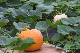 如何种出个大丰产的南瓜？手把手教你这9个种植技巧，南瓜结满地图片