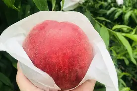 梦里桃乡精品园丰产 龙泉驿优质水蜜桃上市图片