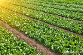 哪些蔬菜适合平地种植？哪些适合起垄？底肥怎么使用效果好还节省图片