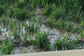 寒潮来袭，小麦年前浇水要小心，别影响了产量图片