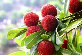 市区杨梅熟了！周边可观瀑、坐缆车、住民宿......图片