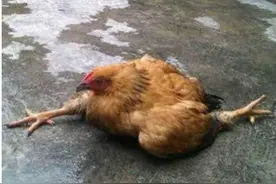 鸡为什么会瘫痪无法直立行走 怎么有效防治图片