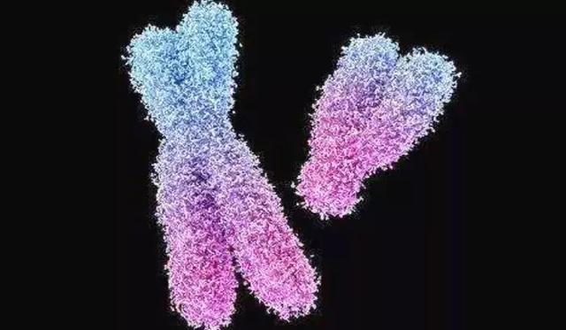 女人性染色体xx,男人是xy,为何不存在性染色体yy的男人或女人?