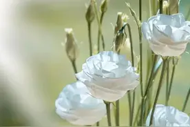 日常笑得像“傻白甜”，其实就是笑里藏刀，这种星座，他不会手软图片