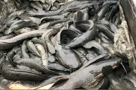 塘角鱼：本是美味的入侵物种，却因被粪便喂养而误解成“垃圾鱼”图片