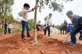 植树时埋土应该怎么做？记住口诀“三二一一”，根根树都能成活图片
