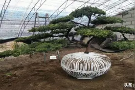 市面上常见的景观造型树有哪些？图片