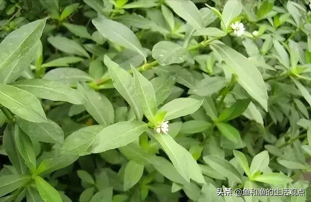 踏春必备“百草图”之三，身边那些有价值的野草，你能认识几种？