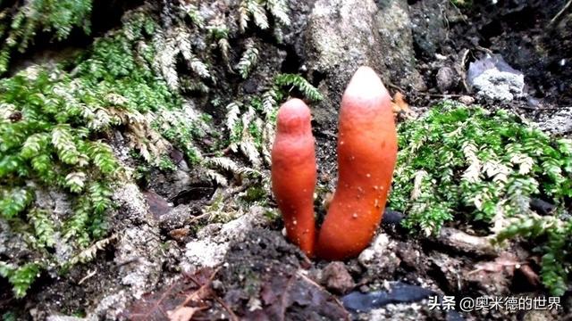 全世界最毒的十种蘑菇，中国最毒的蘑菇致命白毒伞上榜