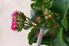 长寿花修剪“有技巧”，不修剪不开花，懂得修剪，开完一茬又一茬图片