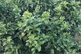 柑橘花期不宜重剪，这两种情况难保果，合理修剪提升坐果率！图片