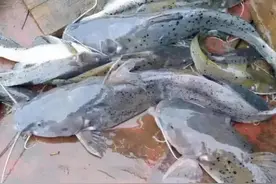 曾经随便吃的三种鱼，现在成保护动物了，认识一下免得吃牢饭图片