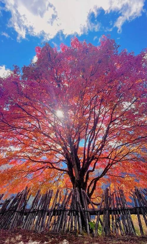 秋假带娃去哪儿？四川景区放大招：学生免票家长半价，错过等一年