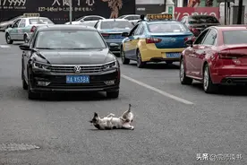 春节自驾要小心！广东高速碰瓷猖獗，来学习一下网友怎么应对！图片