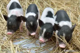 记事：卖猪图片