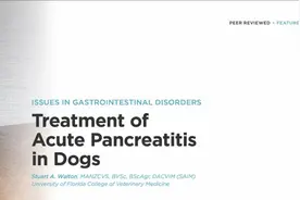 犬急性胰腺炎的治疗图片